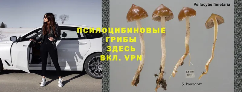 Псилоцибиновые грибы Psilocybine cubensis  Омск 